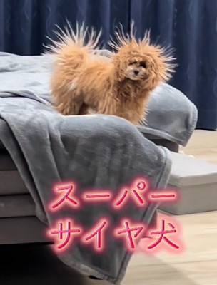 毛が逆立ってる！！