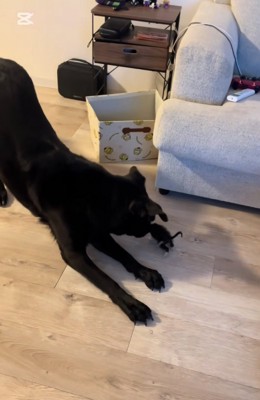 姿勢を低くする大型犬