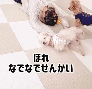 飼い主の手の上に寝転がる白い犬