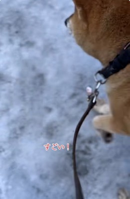 散歩を再開する朔くん