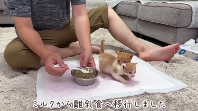保護猫のミルクボランティア