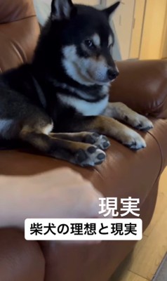 柴犬を飼う理想と現実8