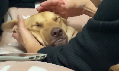 完全に脱力状態に