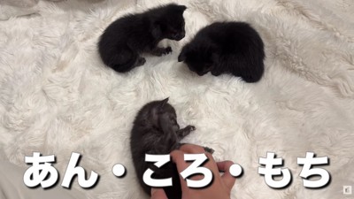 とっても小さな3匹です