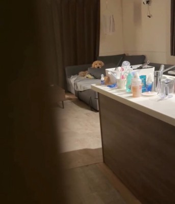 ソファに座る犬1