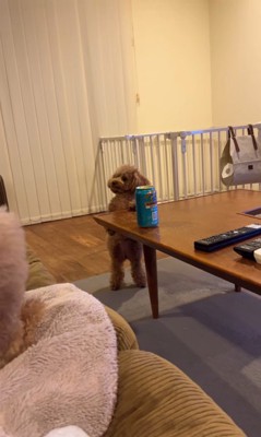 ジュリちゃんの猛抗議