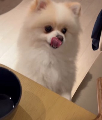 犬に声を掛ける女性