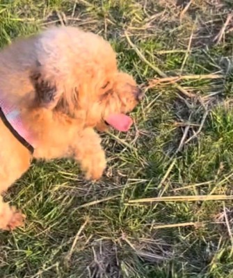 原っぱを歩く犬