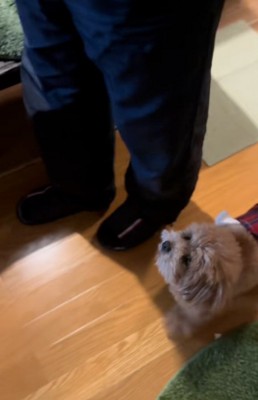 おじいちゃんを見るボムさん