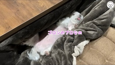 お腹と舌を出して飼い主を見つめる犬