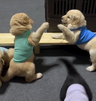 前足を上げて向かい合う子犬たち