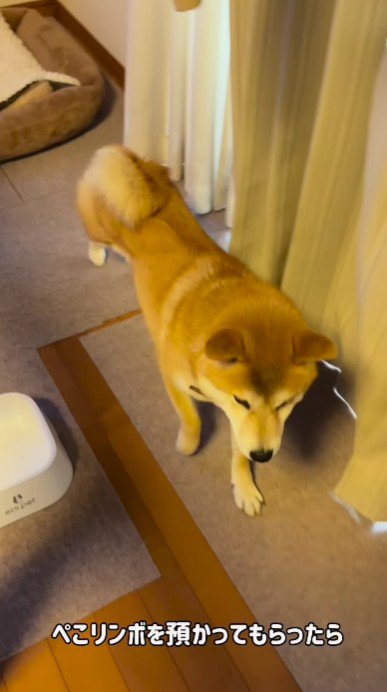 普段のぺこリンボちゃん