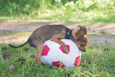 サッカーボールに乗るチワワ