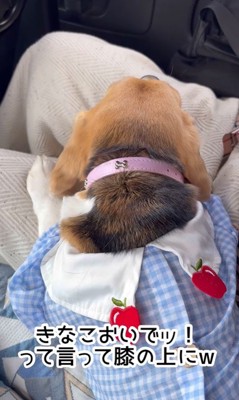 きなこちゃんとお母さん3