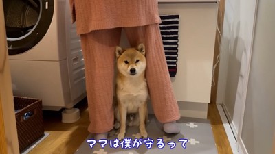 足の間に座る犬