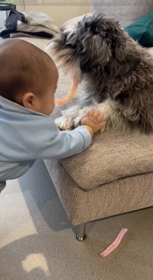 犬に取り上げられたおもちゃを掴もうとする赤ちゃん