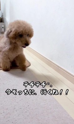 テチテチと前足を動かして…