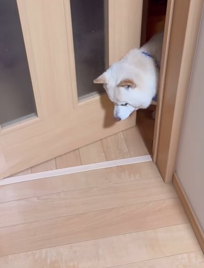 部屋へ入ってきた犬