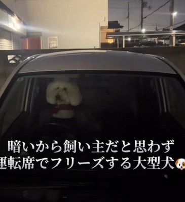 スタンダードプードルのVanillaちゃん