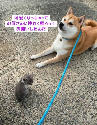 「家族になりたい」