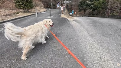 楽しそうにお散歩中♪