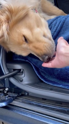 犬の顔に手を寄せる飼い主