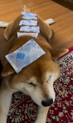 お散歩後のやまと君5