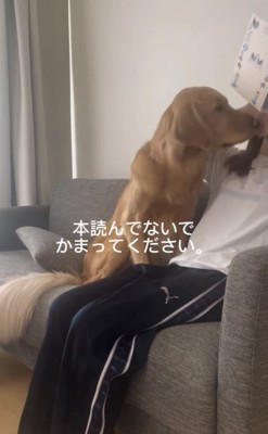 飼い主の邪魔をする犬1