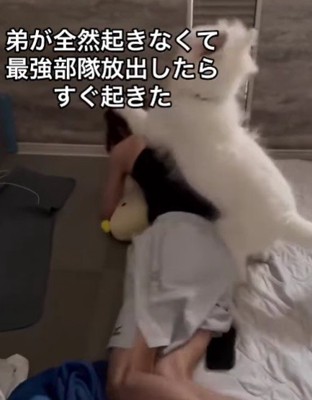 「ホラ！早く早く！！」