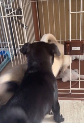 おはぎちゃん&ちまき君の脱走劇8