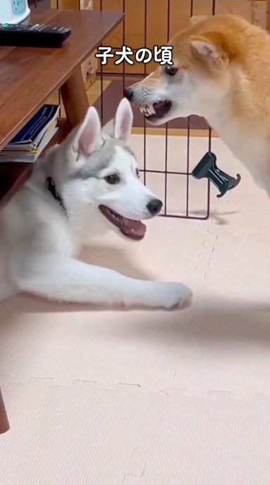 テーブルの下に潜っているハスキー犬