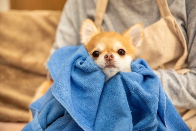 体を拭いてもらうチワワ