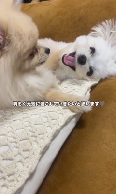 アムちゃんとアオくん⑩