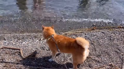 湖に近づいたら…