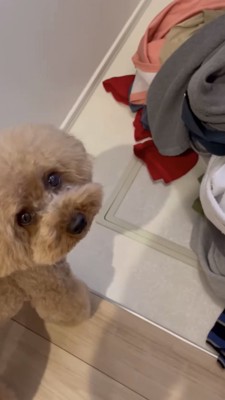 洗濯物に近寄る犬