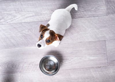 お皿の前でお座りする犬