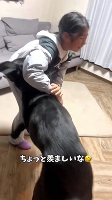 じゃれ合う黒い犬と女の子を見守る飼い主