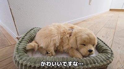 子犬のぬいぐるみを置くと…