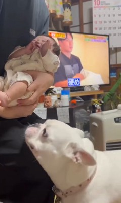 コロちゃんと赤ちゃんの初対面3