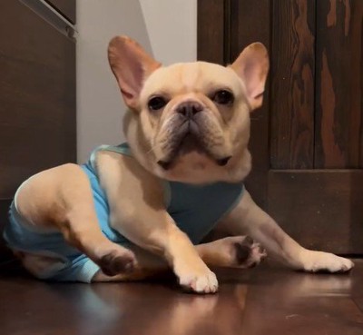 踏ん張りながら起きる犬