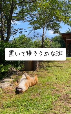 もう一度ゴロゴロするぷりんちゃん