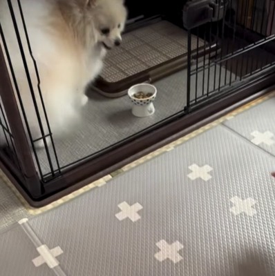 ハウスに入る犬