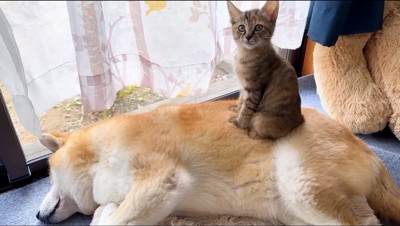 柴犬の背中に乗る子猫