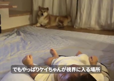 離れた場所で伏せる犬