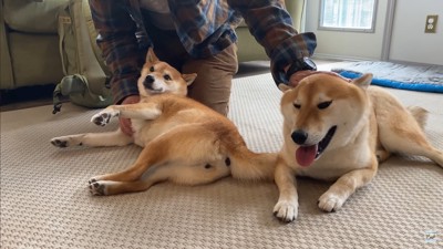 ナラちゃん&ソラくんの熱烈歓迎8