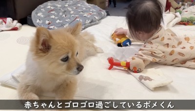 おもちゃで遊んでる赤ちゃん