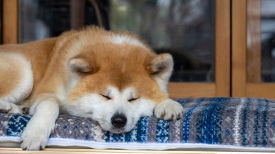 縁側でのんびりする秋田犬
