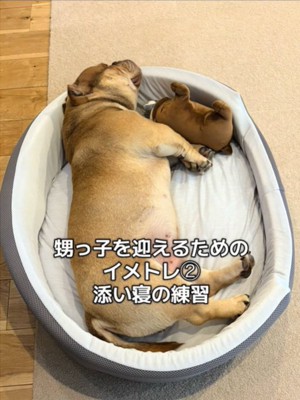 ぬいぐるみと寝る犬