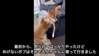 ボブちゃんが追いかけて…