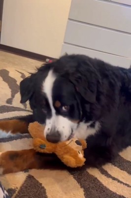 カーペットの上でおもちゃを咥える大型犬
